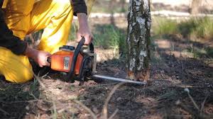 How Our Tree Care Process Works  in Dewitt, AR